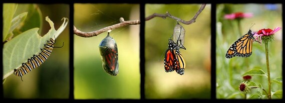 A picture of a caterpillar, a chrysalis, a young butterfly, and a mature butterfly.